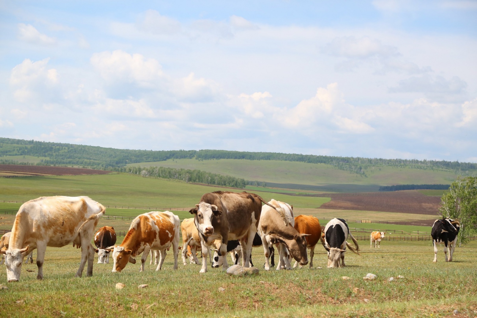Производство молока увеличилось в Приангарье