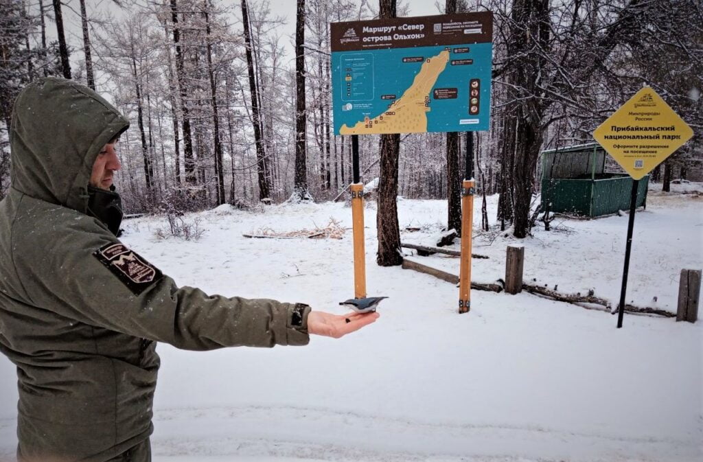 Пропускной режим: в заповеднике на Ольхоне туристов встречает ручной поползень
