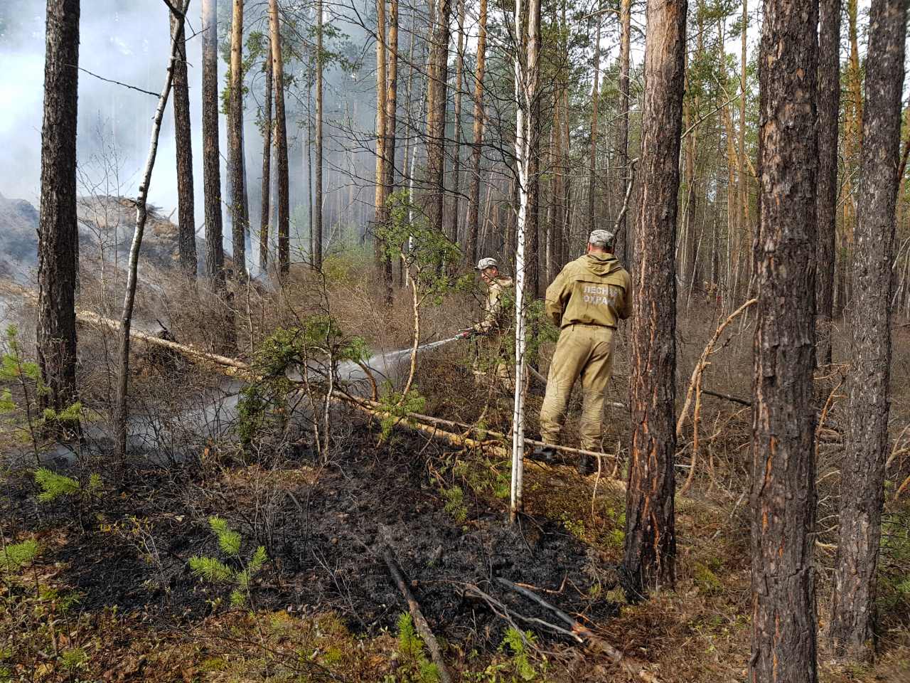 Пять лесных пожаров ликвидировали в Иркутской области за сутки 24 апреля
