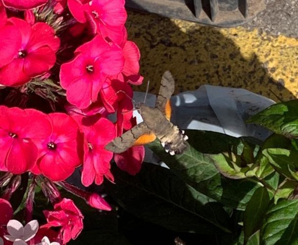 Редкую бабочку-колибри обнаружили в Иркутске