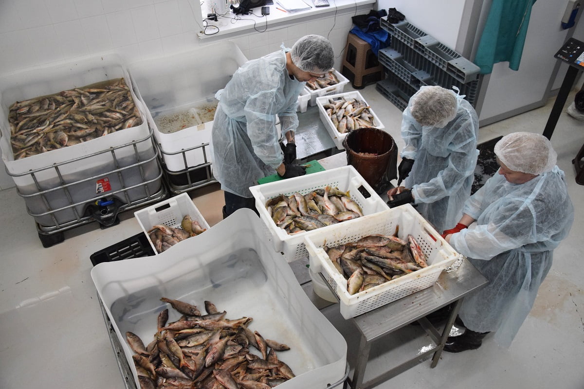 В Братске планируют расширить рыбоперерабатывающее производство