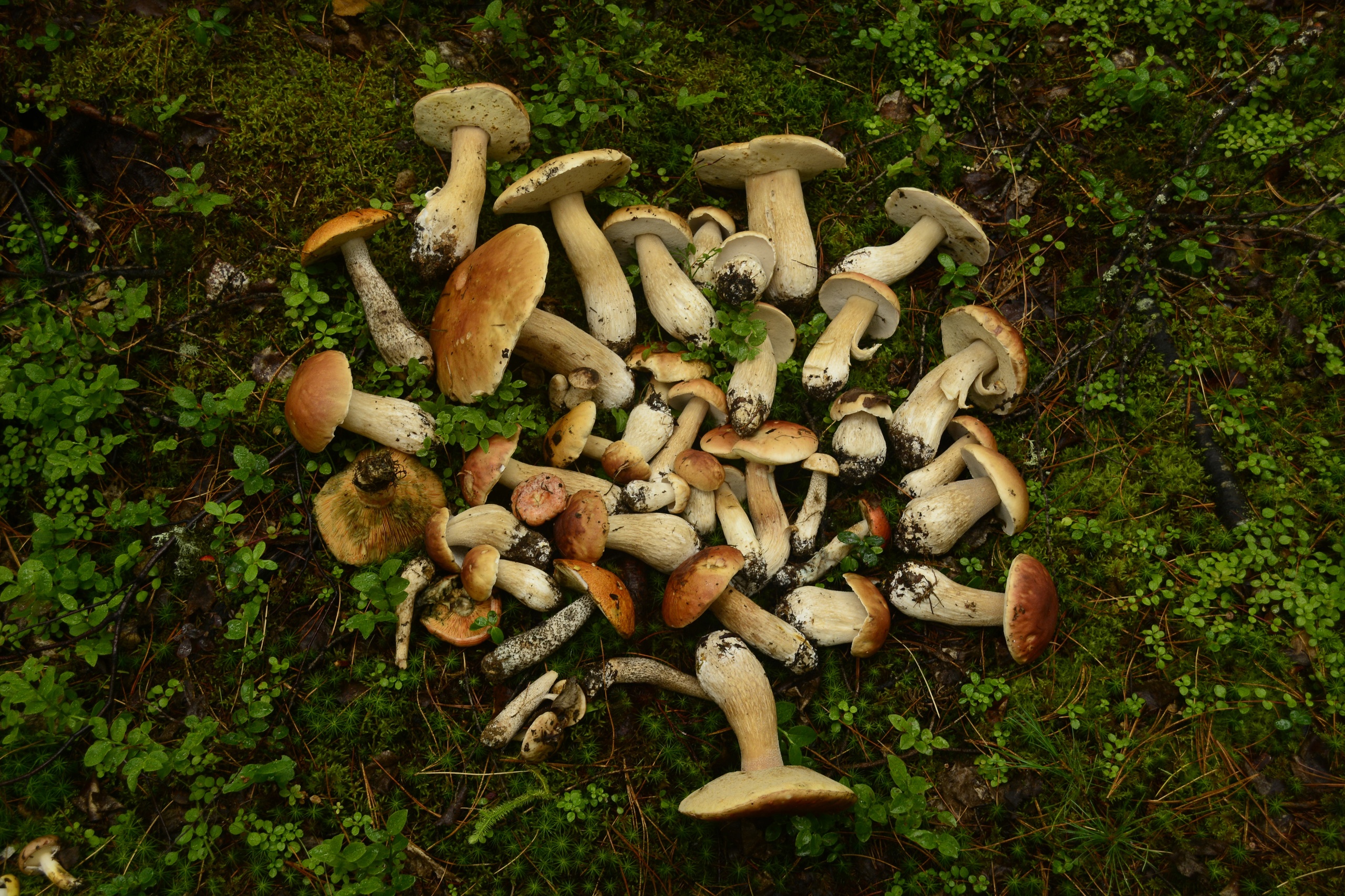 Сборщицу грибов из Нижнеудинского района нашли