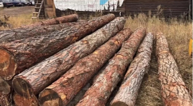 Семеро черных лесорубов пойдут под суд за вырубку леса на 12 млн рублей в Приангарье