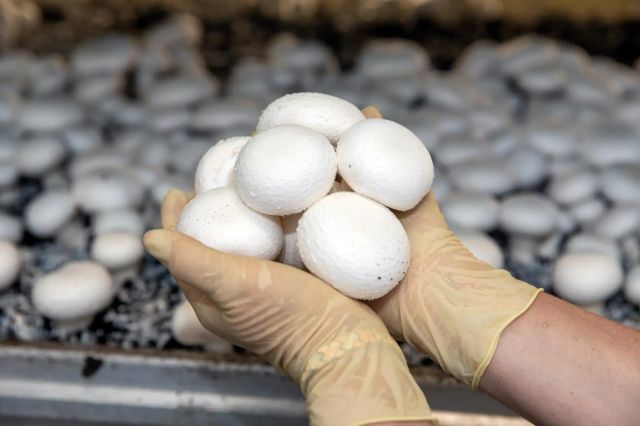 Продукция грибной фермы из Приангарья признана лучшей в отраслевом конкурсе России