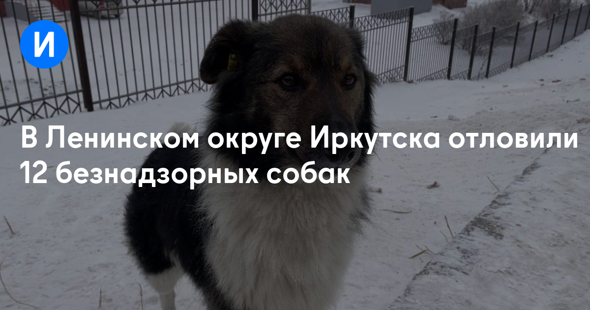 В Ленинском округе Иркутска отловили 12 безнадзорных собак