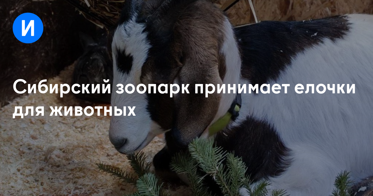 Сибирский зоопарк принимает елочки для животных