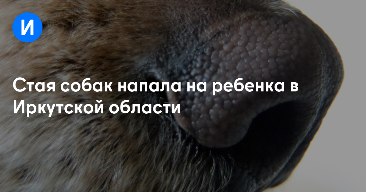 Стая собак напала на ребенка в Иркутской области