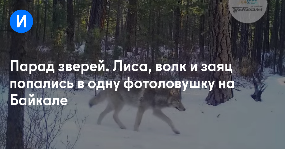 Парад зверей. Лиса, волк и заяц попались в одну фотоловушку на Байкале