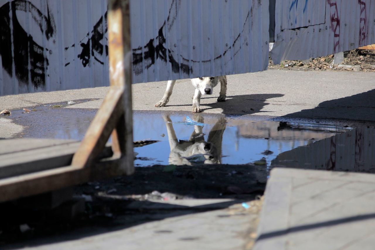 Штрафы за выгул потенциально опасных собак без намордников хотят ввести в России