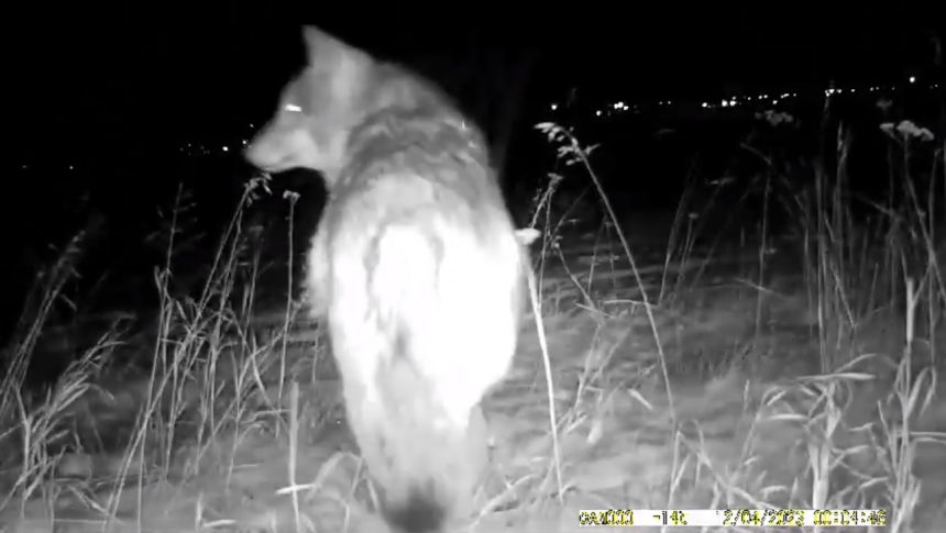 Волка заметили вблизи поселка в Братском районе