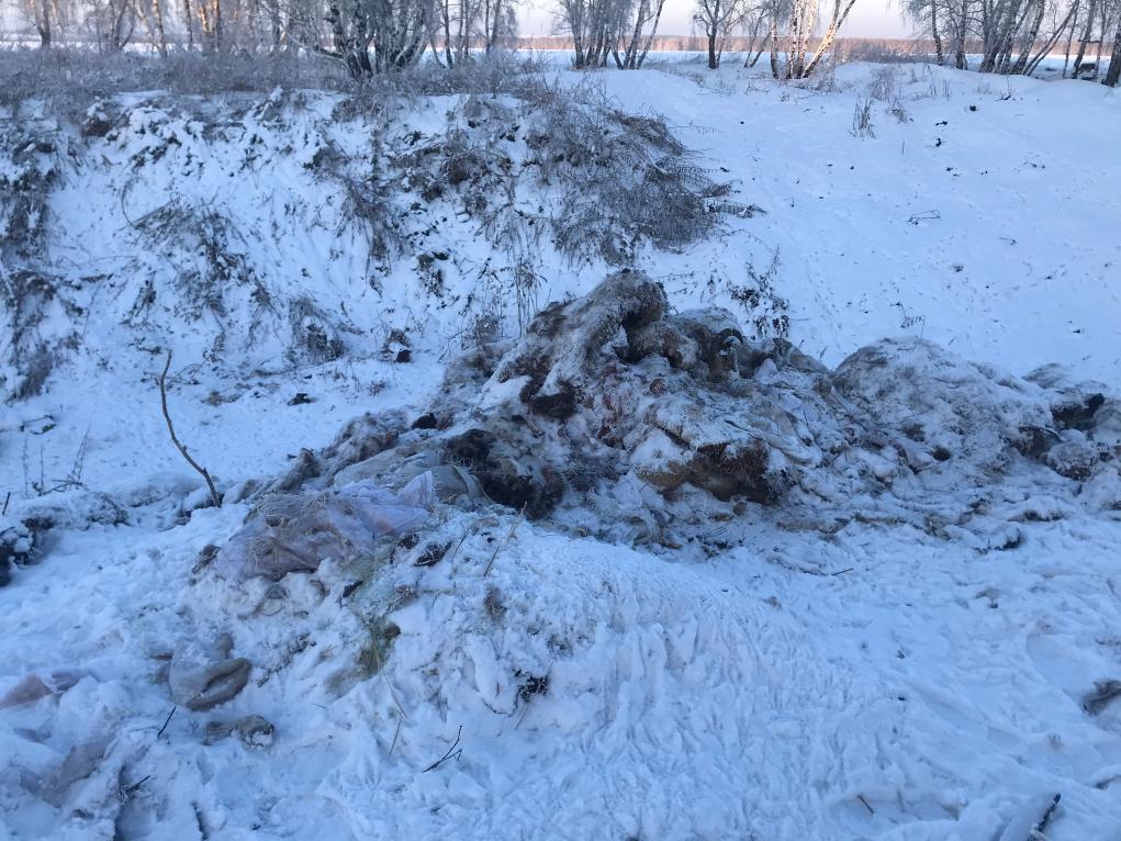 Свалку трупов животных ликвидировали в Приангарье после вмешательства 