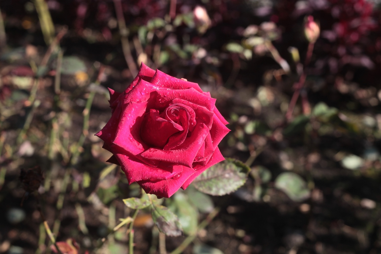 Красная роза в саду
