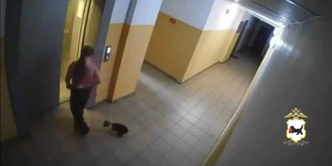 В Тулуне девушка ударила кошку об стены лифта: полиция начала проверку