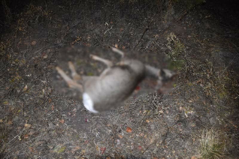 Трое браконьеров пойдут под суд за убийство косули в Приангарье