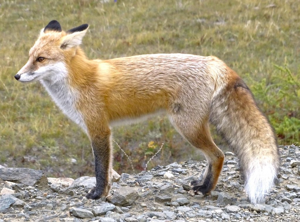 Туристов на Байкале просят не подкармливать лис-попрошаек
