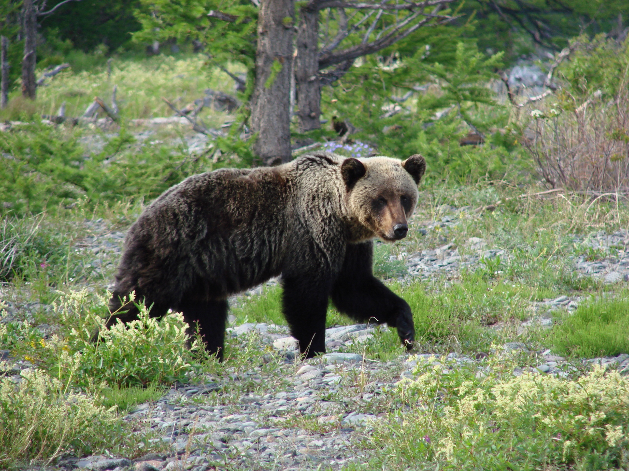 Туристы повстречали медведя на Большой Байкальской тропе