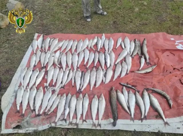Троих иркутян будут судить за браконьерство: поймали 88 рыб и нанесли ущерб на полмиллиона