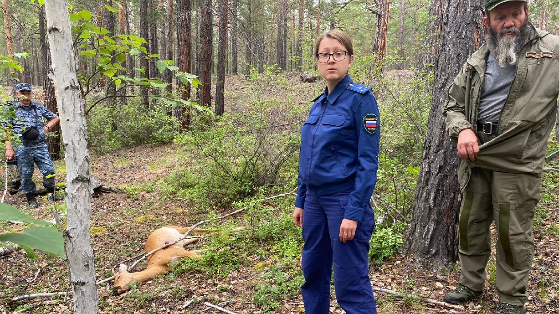 Уголовным делом обернулась незаконная охота на косулю в нацпарке Иркутской области