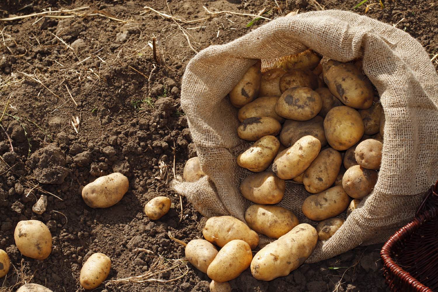 Урожай картофеля и овощей в Приангарье превысил прошлогодний