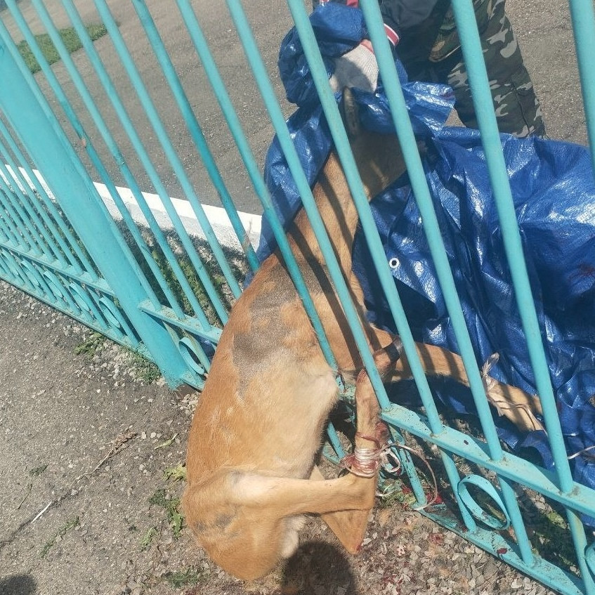 Спасение оленя, застрявшего в заборе.