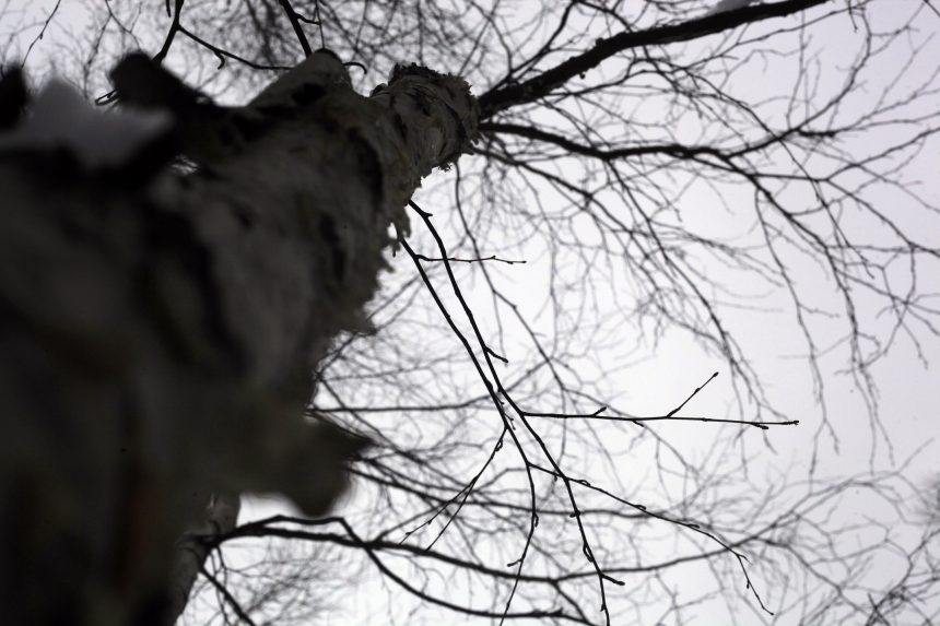 В Братске 12-летний мальчик врезался на тюбе в дерево и получил травму головы
