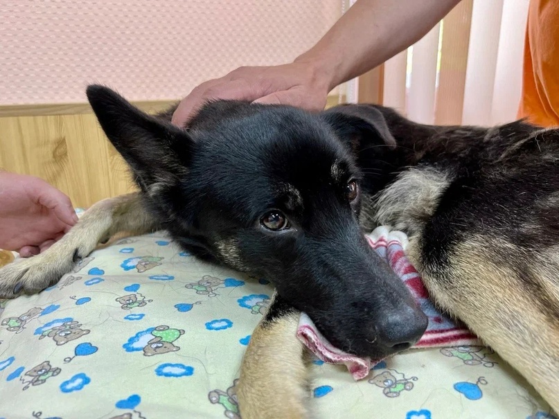 В Братске полицейские спасли бездомную собаку, которую расстрелял неизвестный