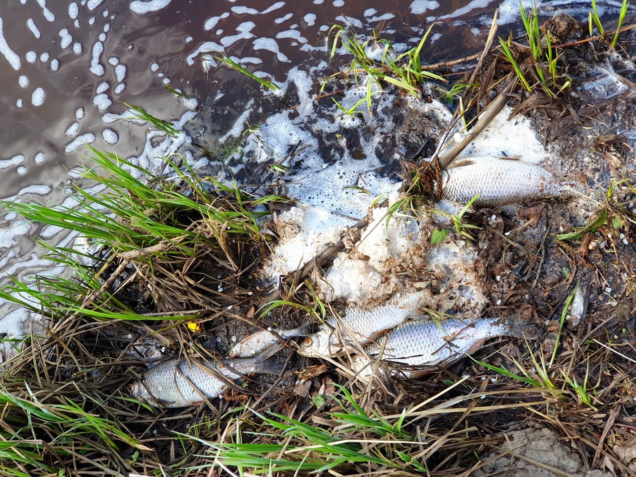 В Братске возбуждено уголовное дело по факту загрязнения реки и мора рыбы