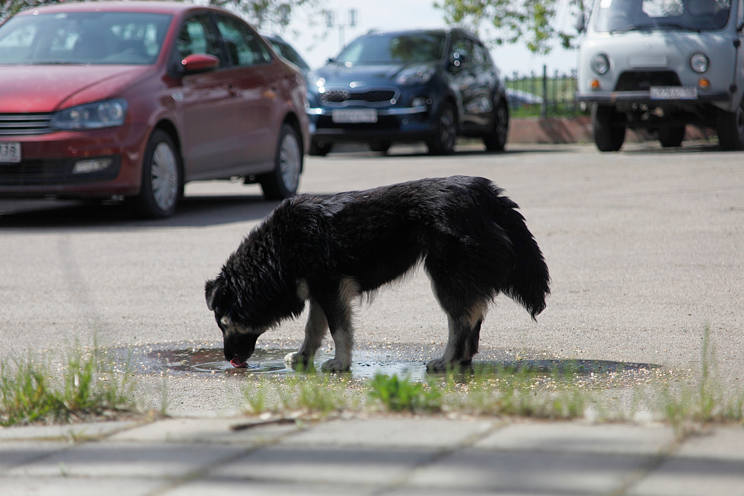 В Иркутске насчитали более 1 200 бездомных собак