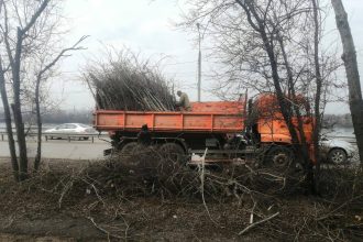 В Иркутске проводят санитарную обрезку деревьев