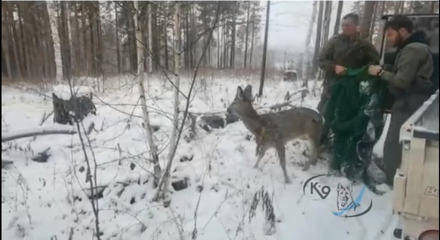 В Иркутске спасли раненую косулю и выпустили ее в лес