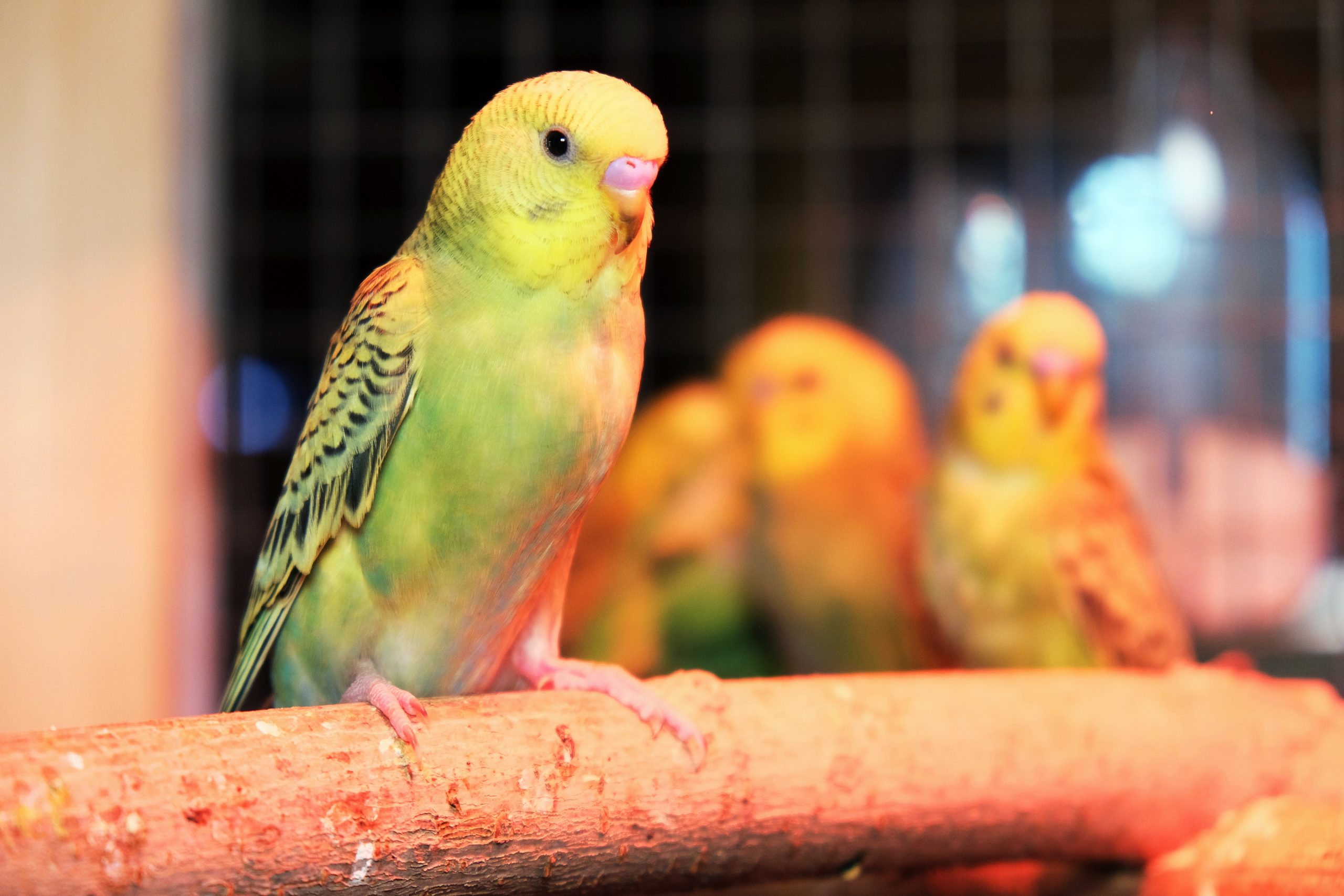 В Иркутском Зоосаде поселились сразу 34 волнистых попугая