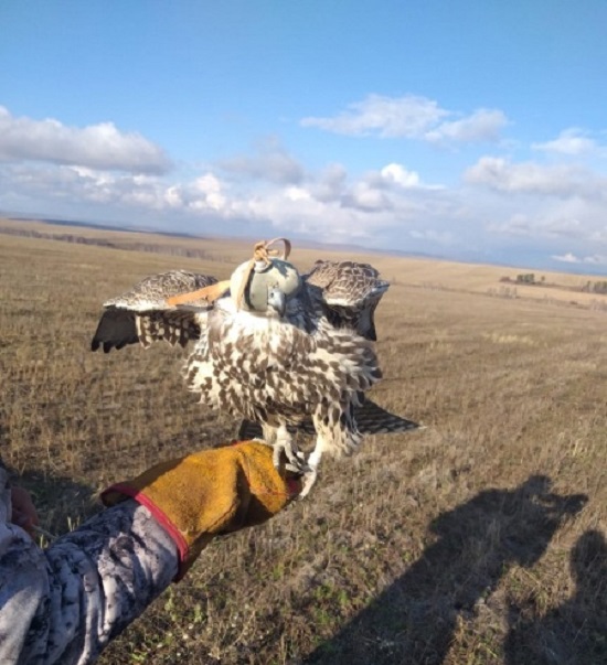 В Иркутской области осудили охотников на редких соколов