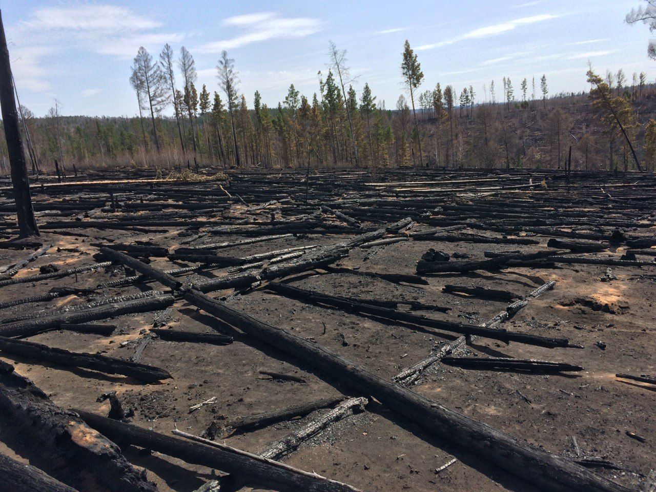 В Иркутской области запретили лесозаготовку из-за пожаров