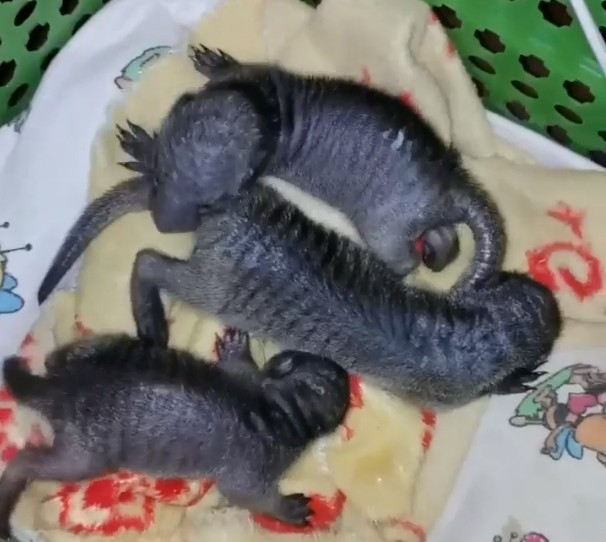 В иркутской зоогалерее у пары мангустов родились тройняшки