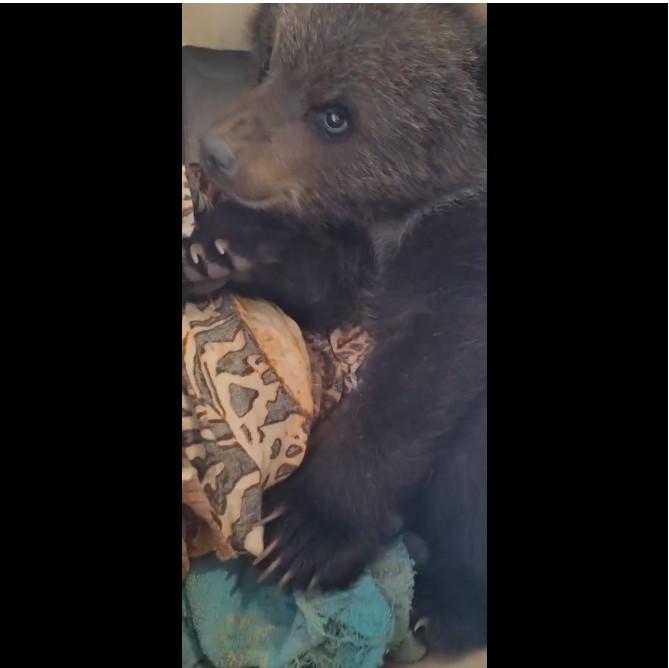 В Иркутской зоогалерее выхаживают истощенного медвежонка
