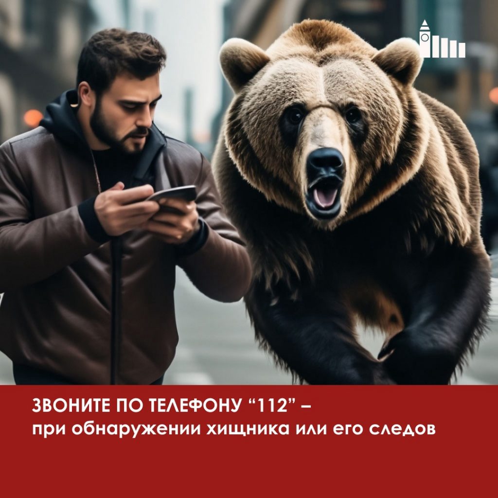 В Красноярске ввели режим угрозы ЧС из-за медведей в городе