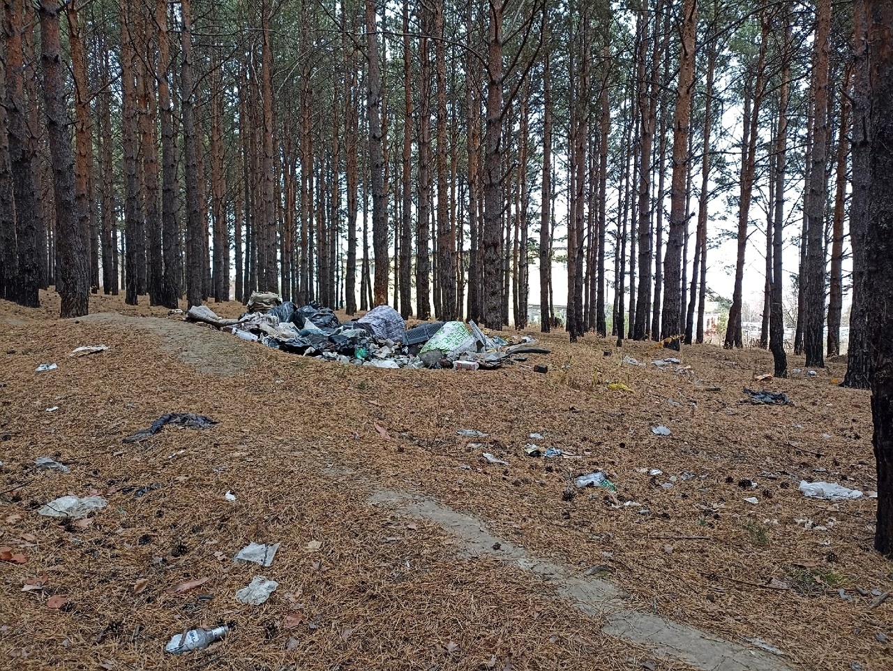 В лесах Иркутской области убрали 63 несанкционированные свалки