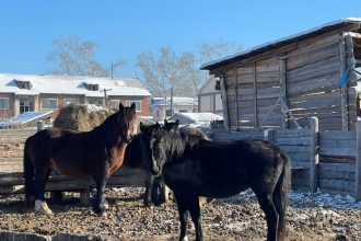 V Osinskom Rayone Fermer Razvodit Loshadey Blagodarya Grantu Agrostartap