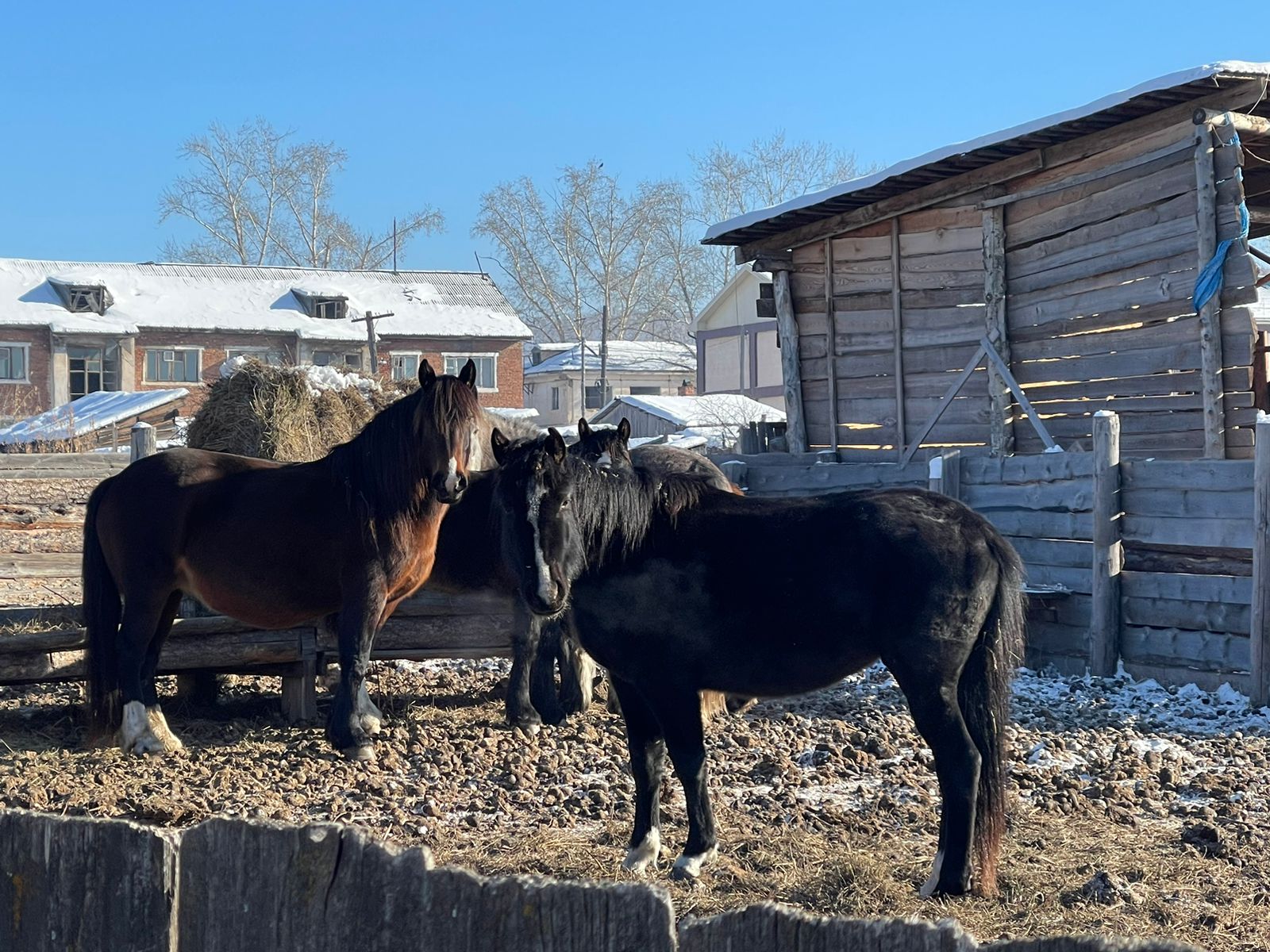 V Osinskom Rayone Fermer Razvodit Loshadey Blagodarya Grantu Agrostartap