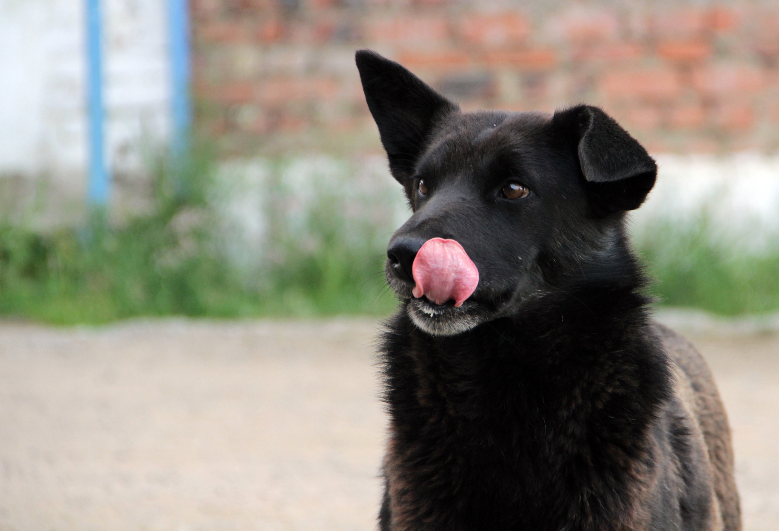В Приангарье будут штрафовать за нарушения при отлове бездомных животных