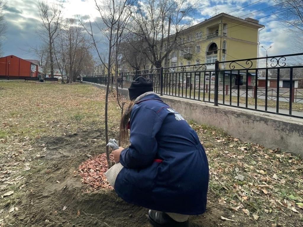 В сквере между улицами Сибирских Партизан и Шпачека в Иркутске посадили 18 рябин