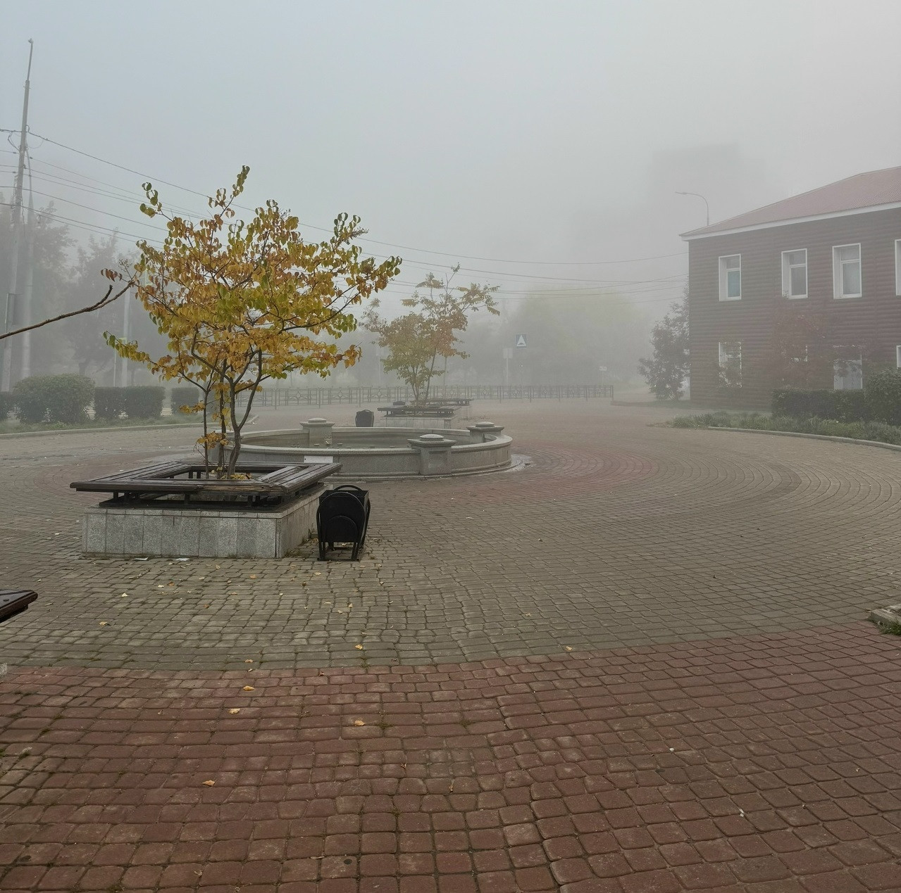 Туманное утро в парке с деревьями