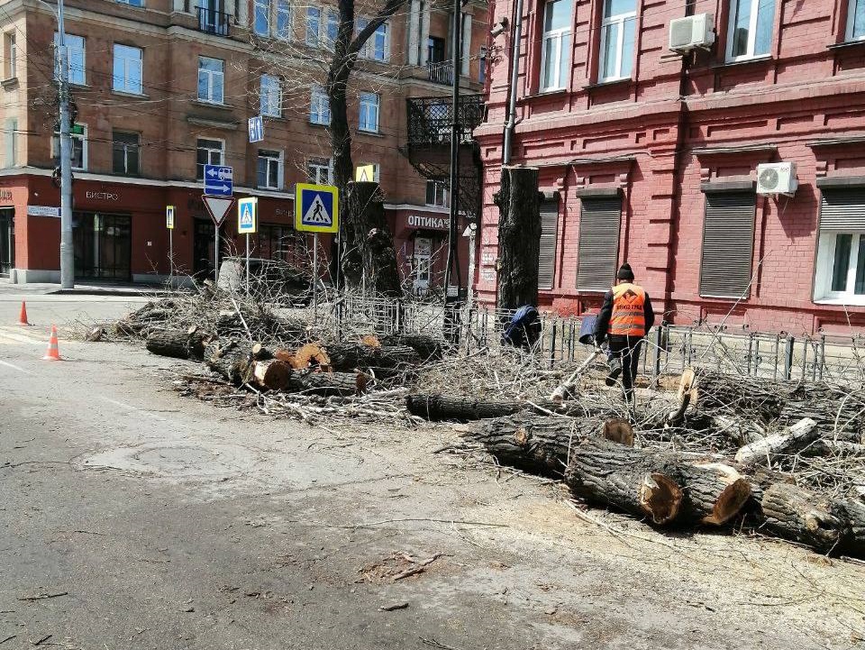 Вместо сухих деревьев на улице Свердлова в Иркутске посадят новые липы и клены