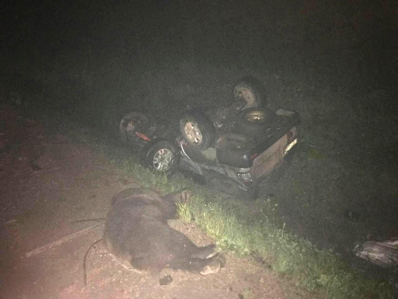 Водитель внедорожника погиб в ДТП с медведем и грузовиком на трассе в Приангарье