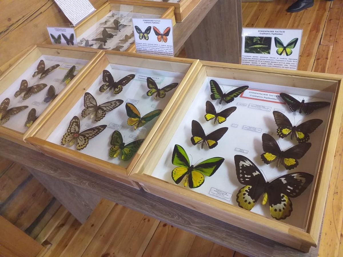 Выставка насекомых открылась в Иркутске 18 марта