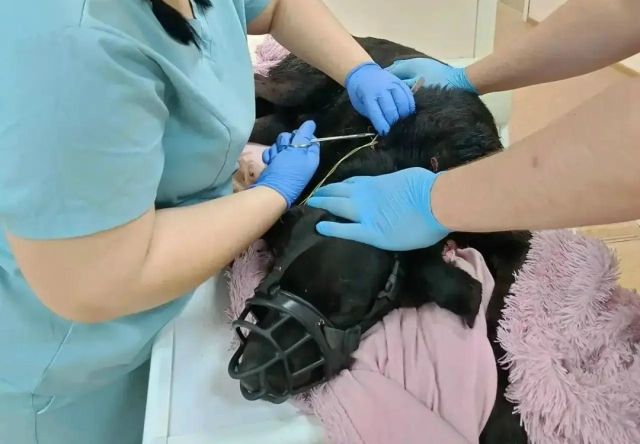 В Приангарье ветеринары спасли лабрадора, которого зверски избил пьяный хозяин
