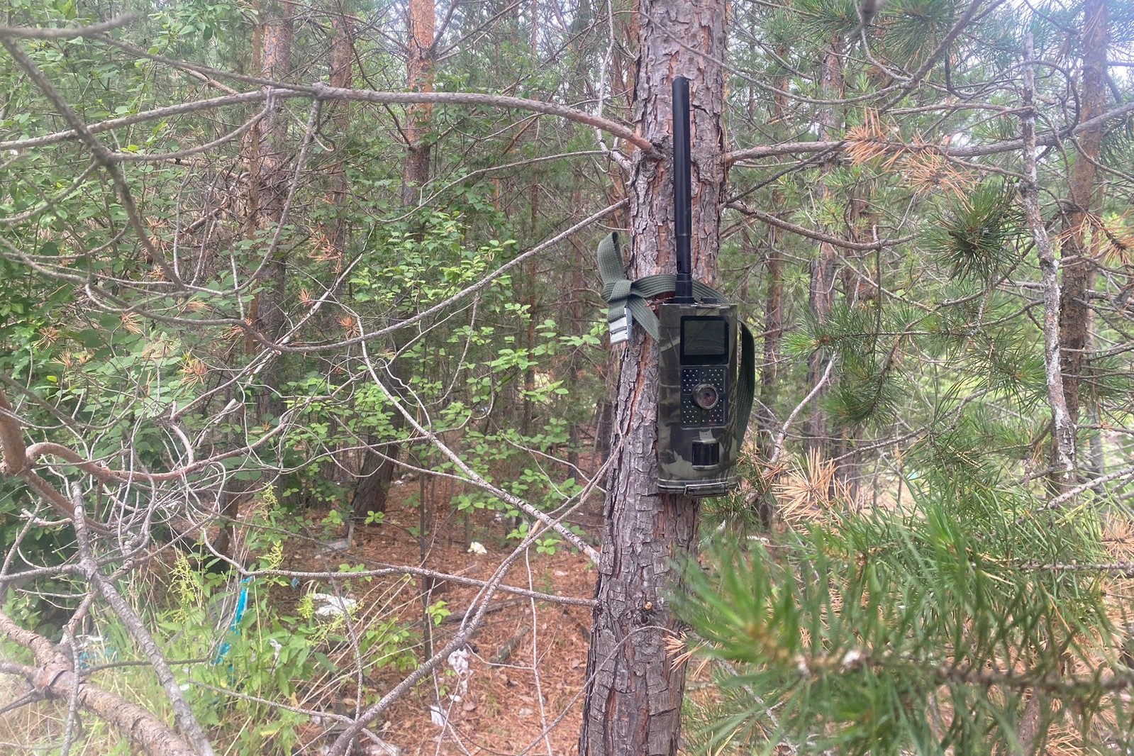 Камера на дереве в лесу