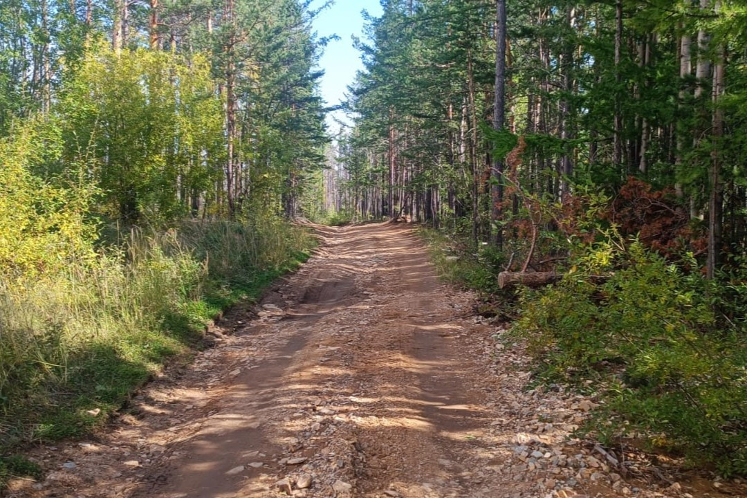 Грунтовая дорога в лесу, солнечный день