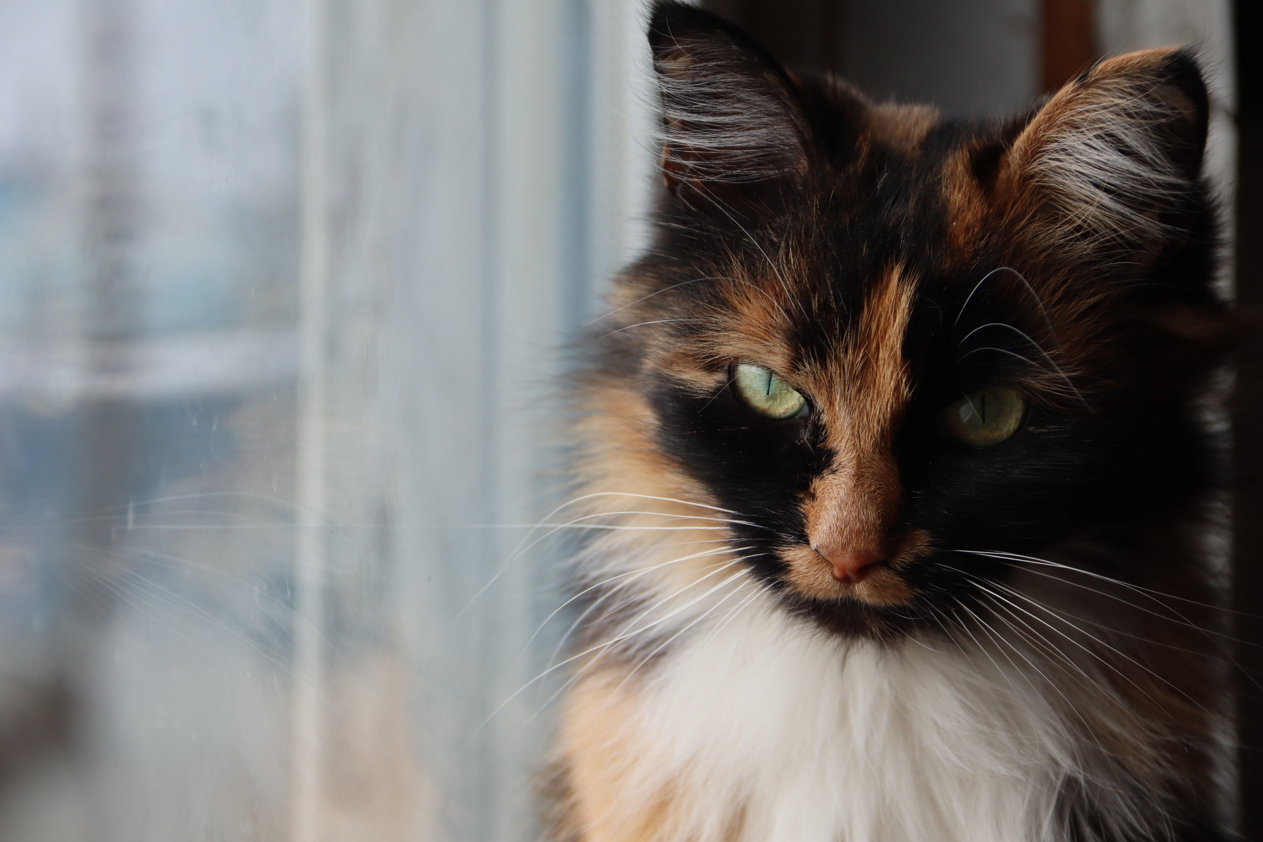 Трёхцветная кошка смотрит в окно