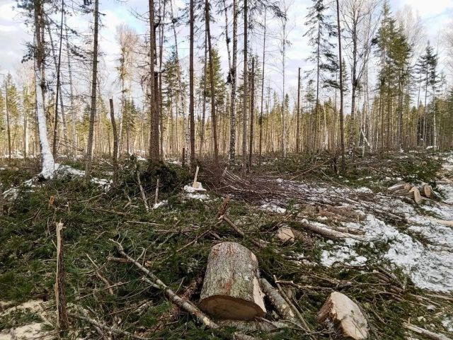 Более 5 млн рублей взыскано с арендаторов леса в Братском районе за ущерб природе